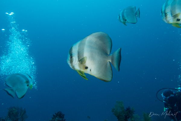 Longfin Batfish