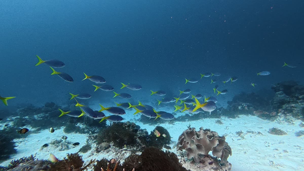 Yellowtail Fusilier