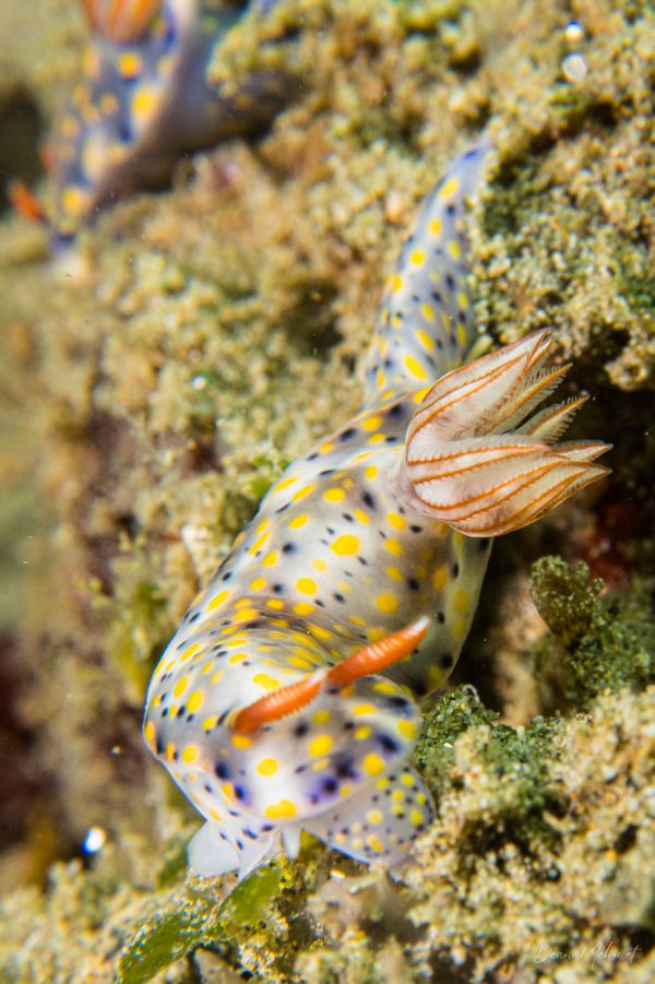 Hypselodoris roo