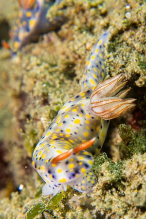 Hypselodoris roo