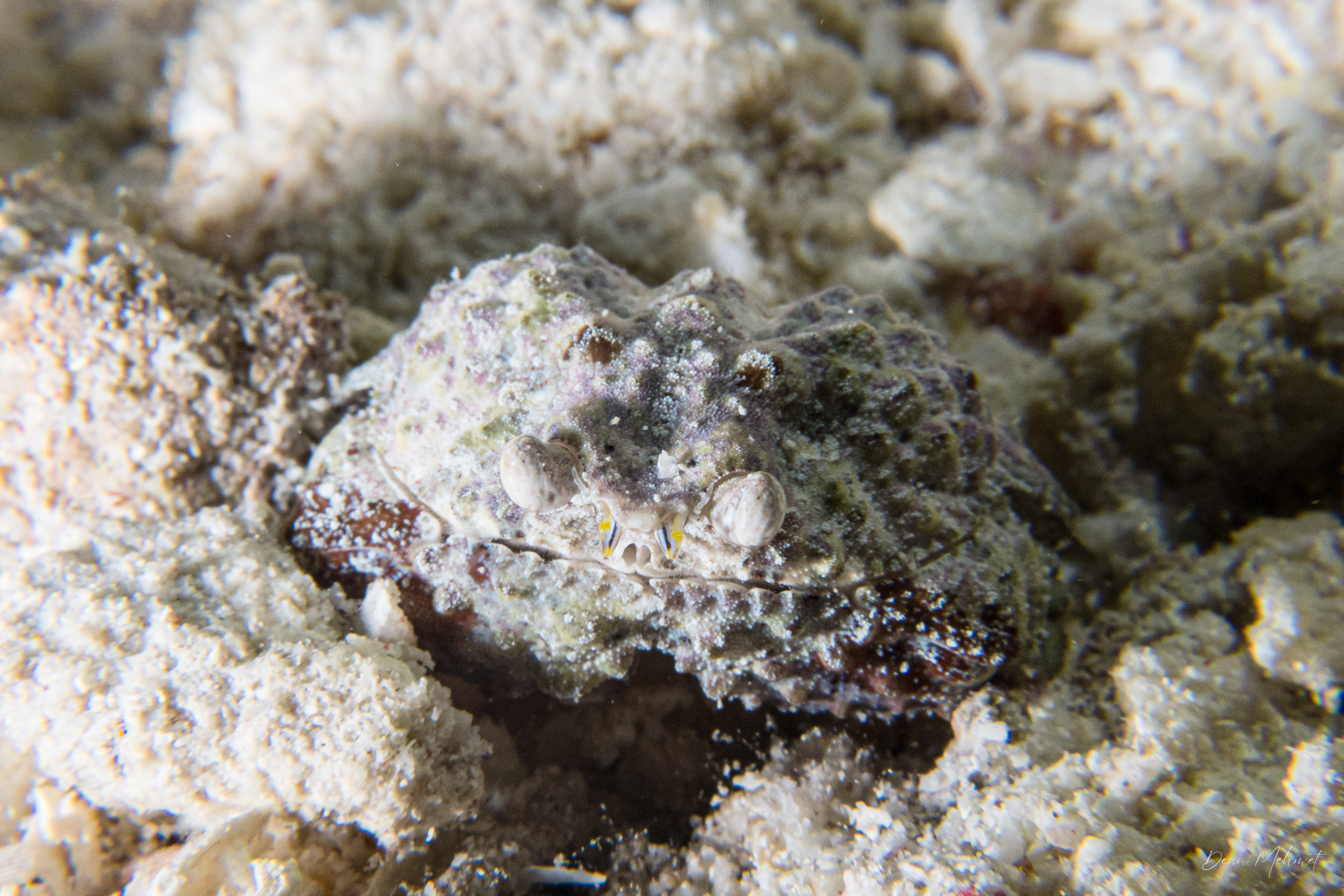 Rough Box Crab