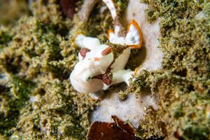 Warty Anglerfish