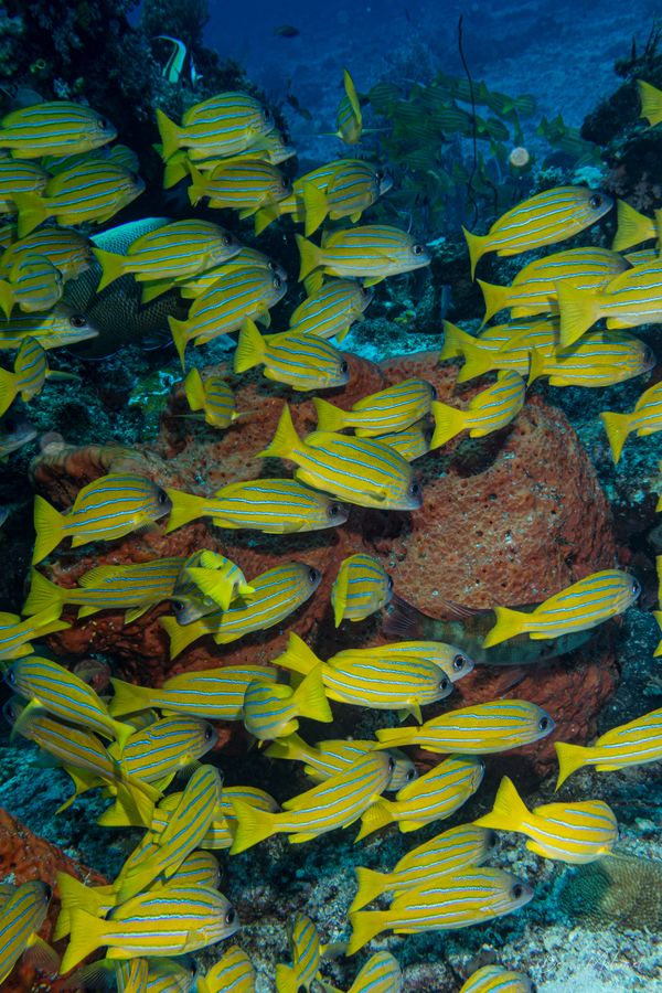 Bluestriped Snapper
