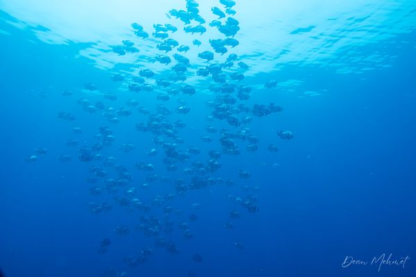 Sardine Reef encounter 23