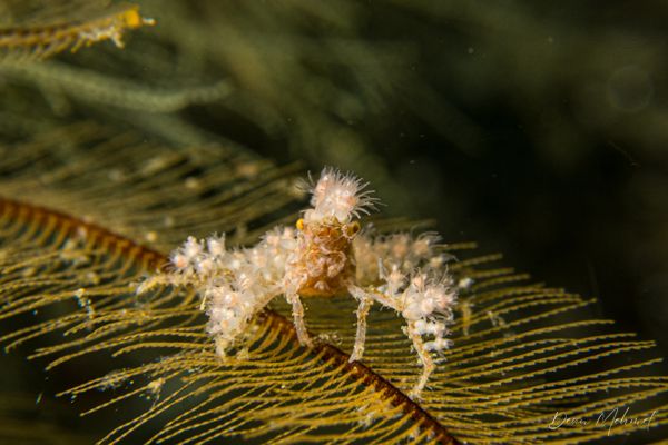 Soft Coral Spider Crab - Ambon - 15 September 2026 - Dive 1 - Air Manis