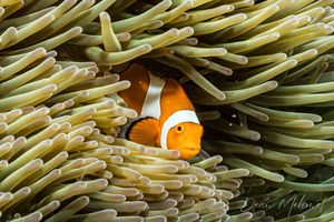 Percula Anemonefish