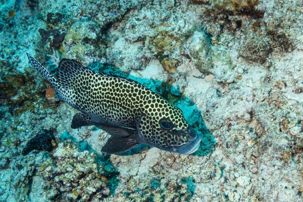 Harlequin Sweetlips
