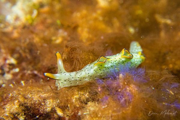 Elysia marginata