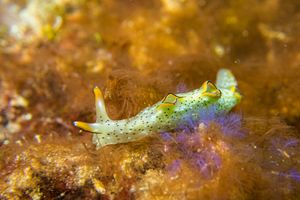 Elysia marginata