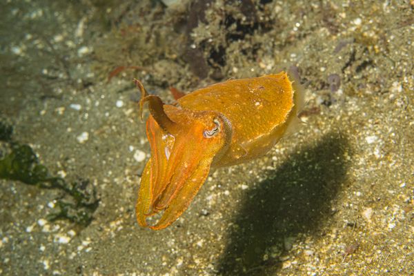 Broadclub Cuttlefish