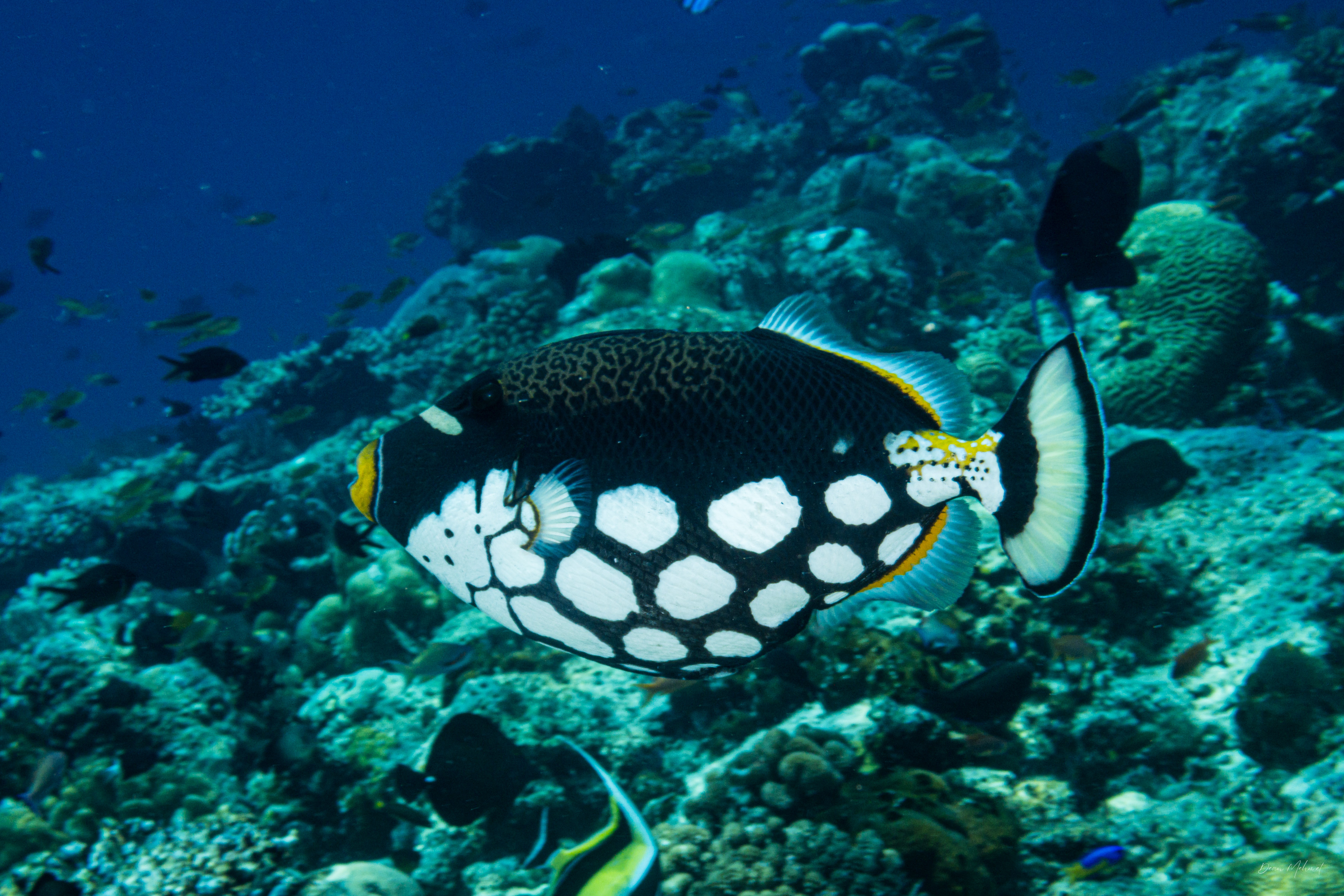 Clown Triggerfish