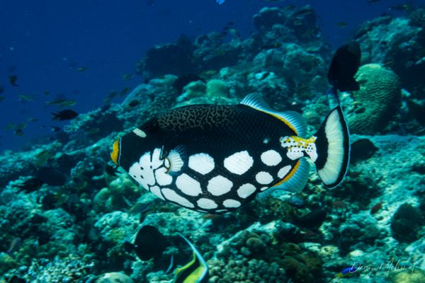 Clown Triggerfish