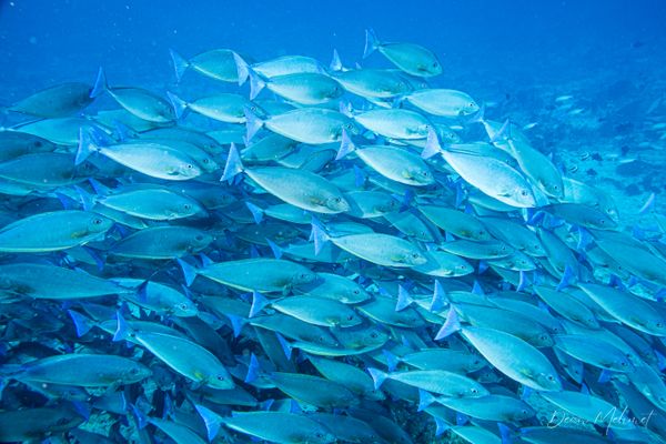 Chicken Reef encounter 10
