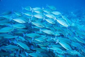 Blue Unicornfish