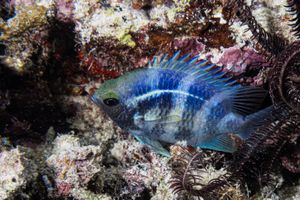Staghorn Damsel