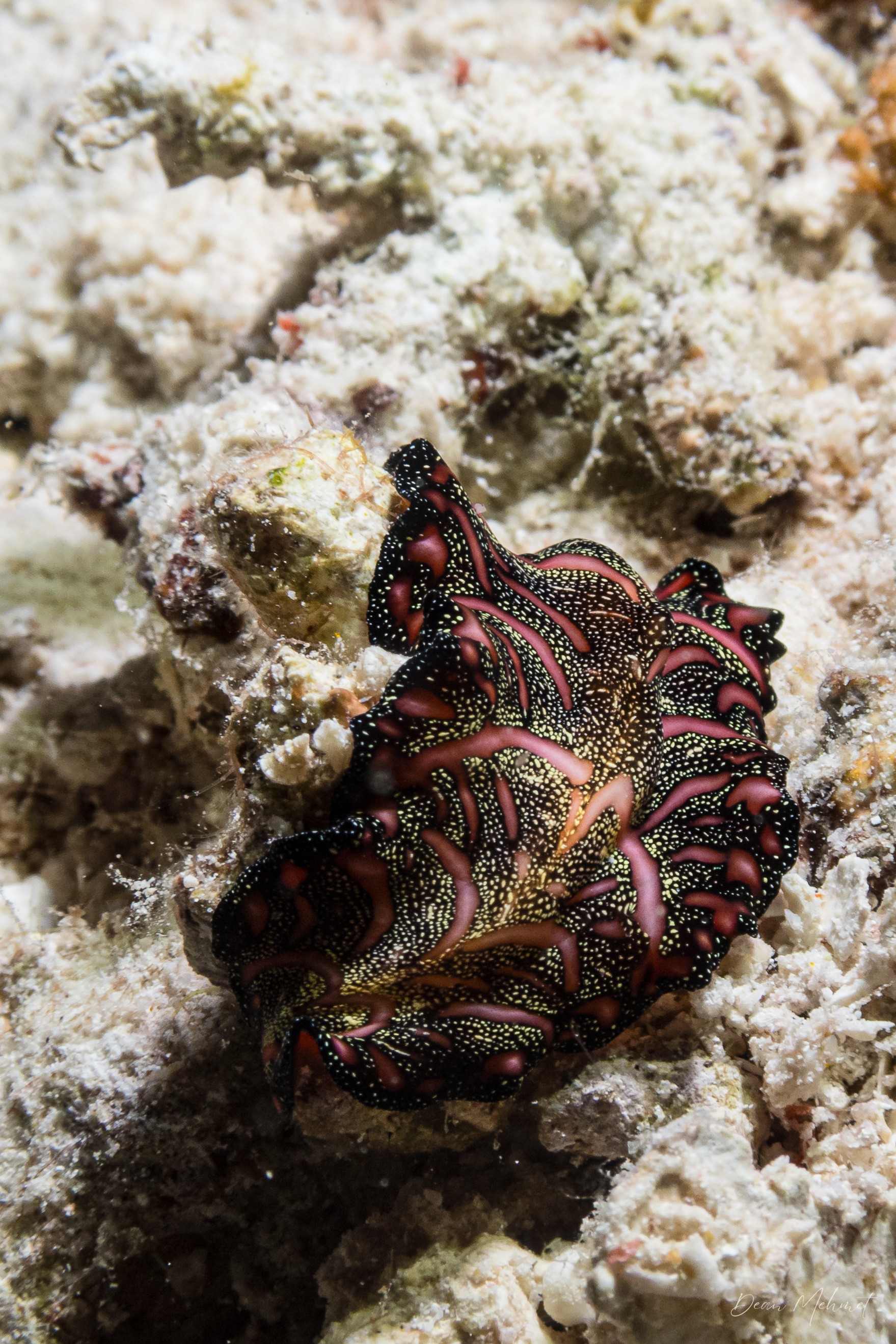 Persian Carpet Flatworm