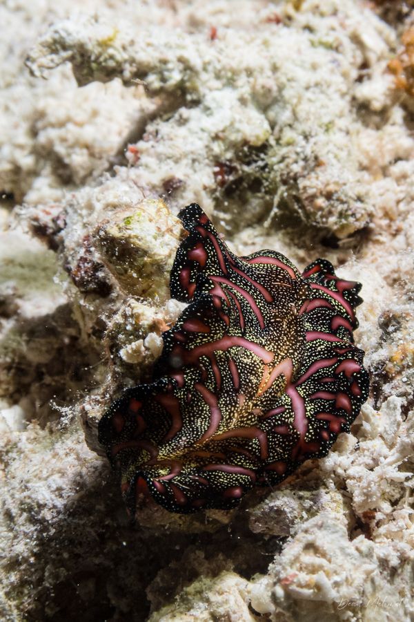 Persian Carpet Flatworm
