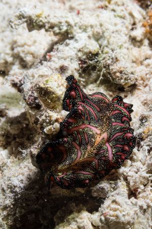 Persian Carpet Flatworm