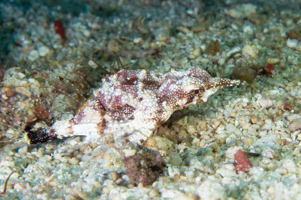 Little Dragonfish