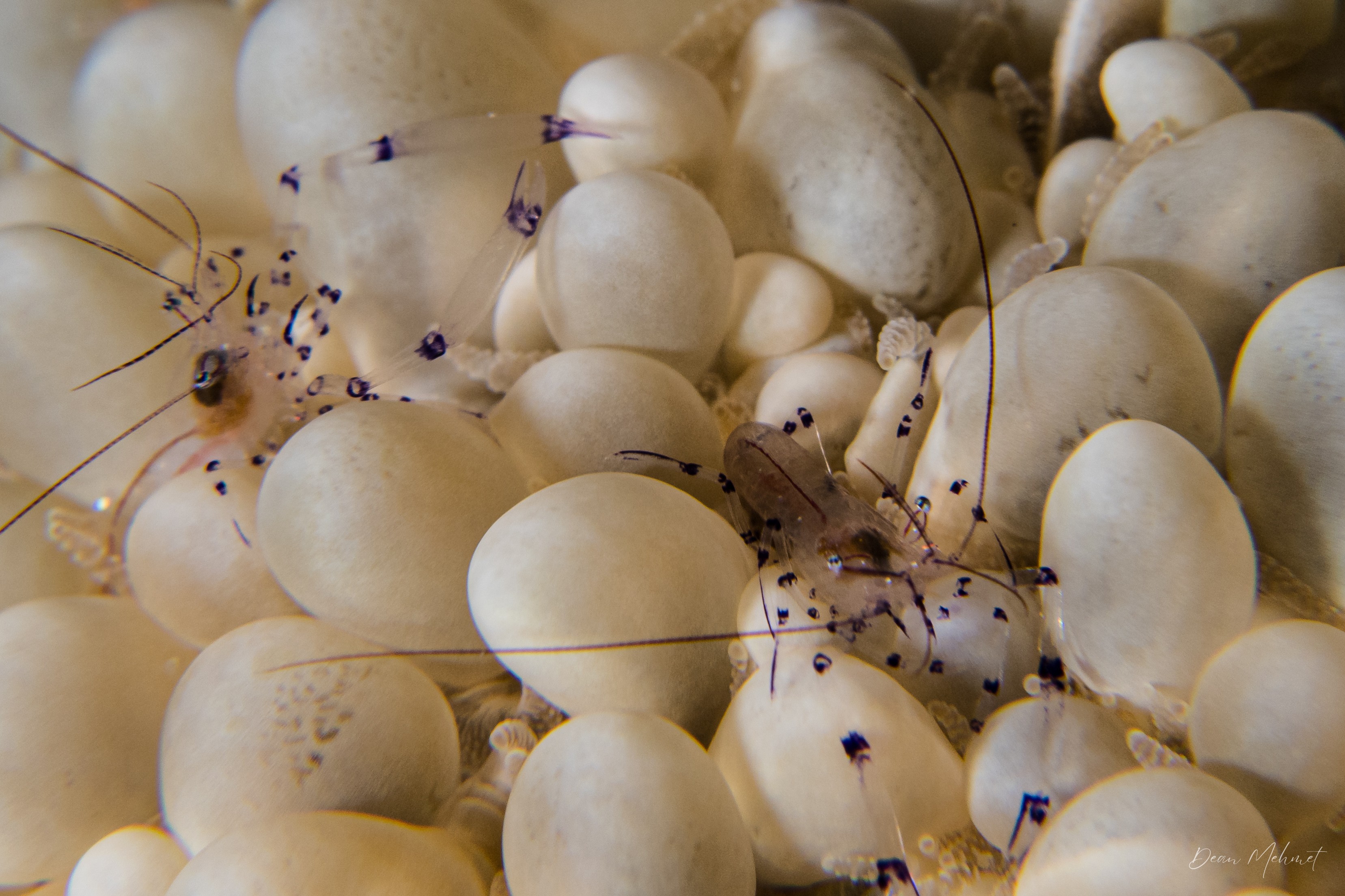 Bubble Coral Shrimp