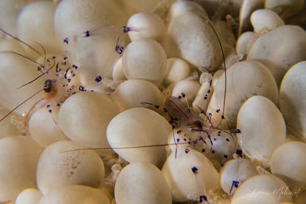 Bubble Coral Shrimp