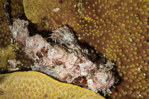 Smallscale Scorpionfish - Photo 18