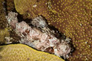 Smallscale Scorpionfish