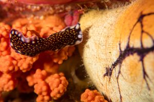 Linda's flatworm