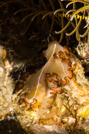Rhabditophora representative species