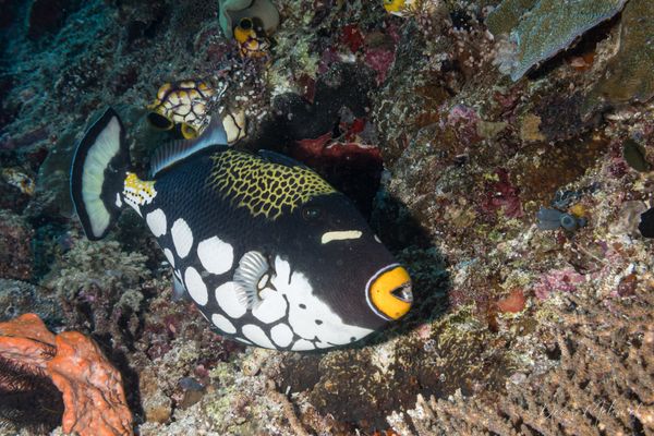 Clown Triggerfish