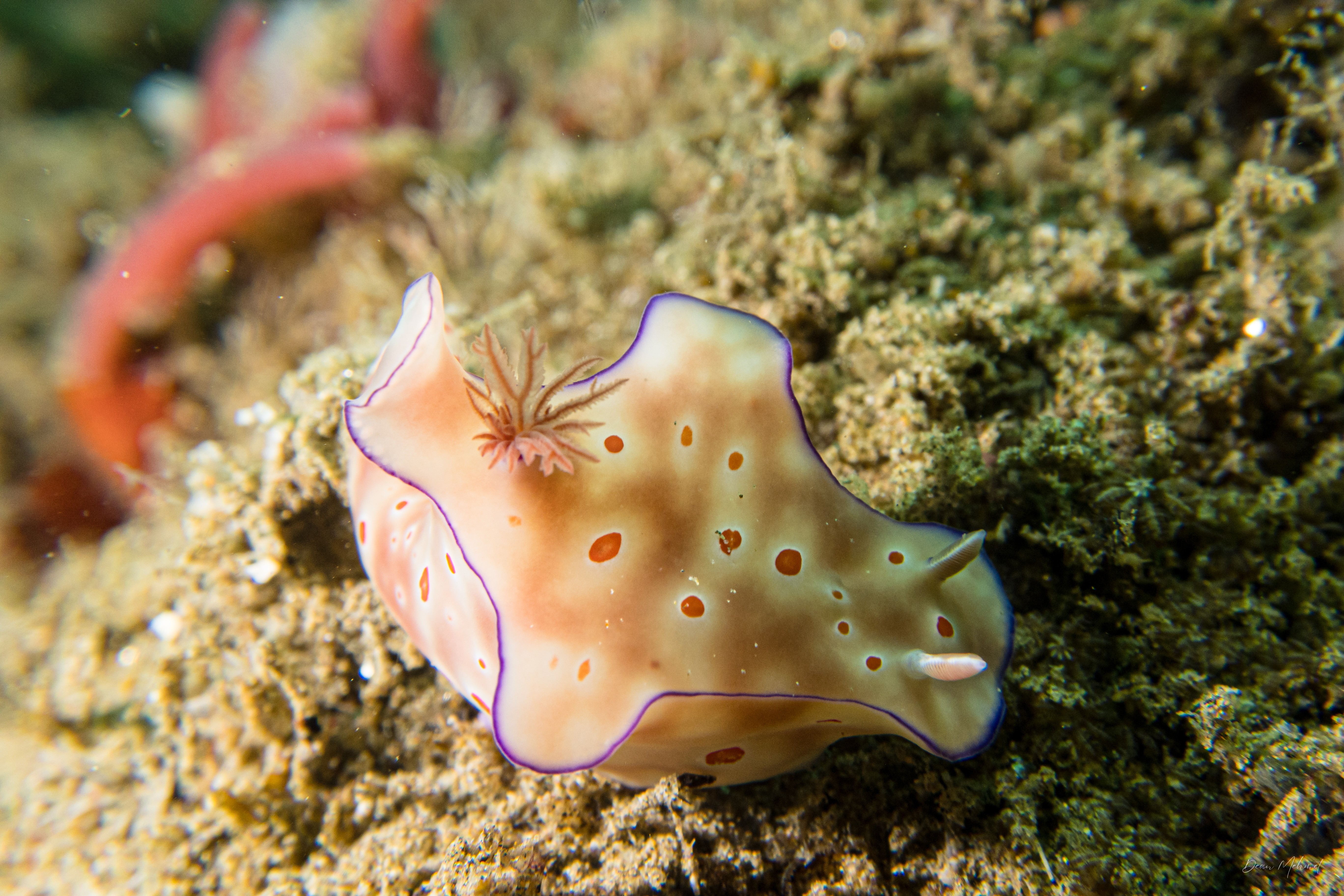 Three-lobed T-bar Nudibranch