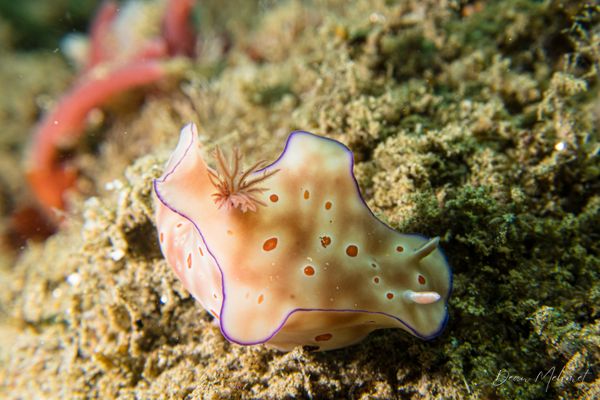 Three-lobed T-bar Nudibranch