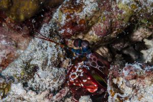 Peacock Mantis Shrimp