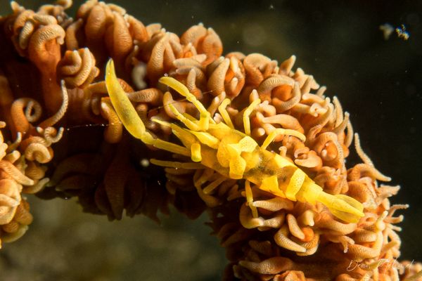 Zanzibar Whip Coral Shrimp - Ambon - 15 September 2026 - Dive 1 - Air Manis