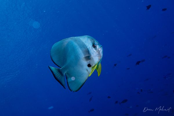 Longfin Batfish