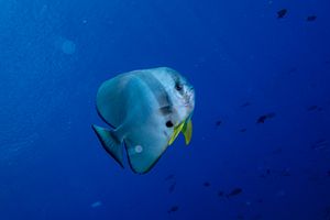Longfin Batfish