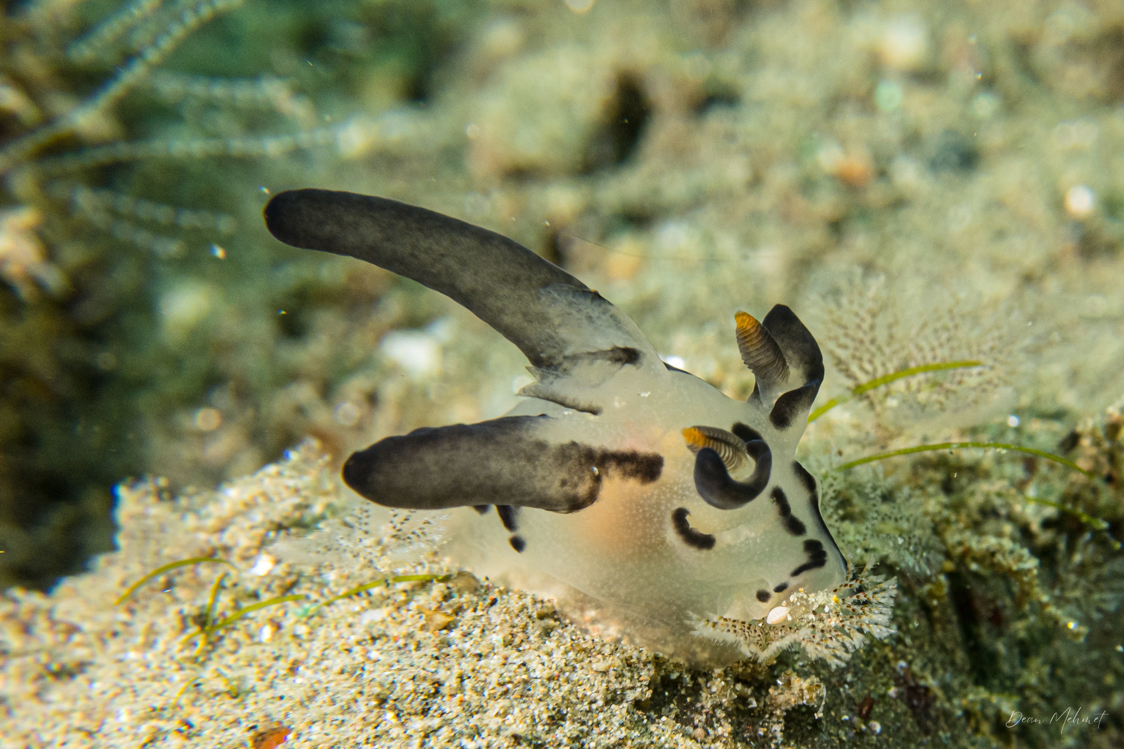 Thecacera sp.