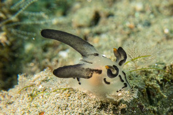 Thecacera sp.