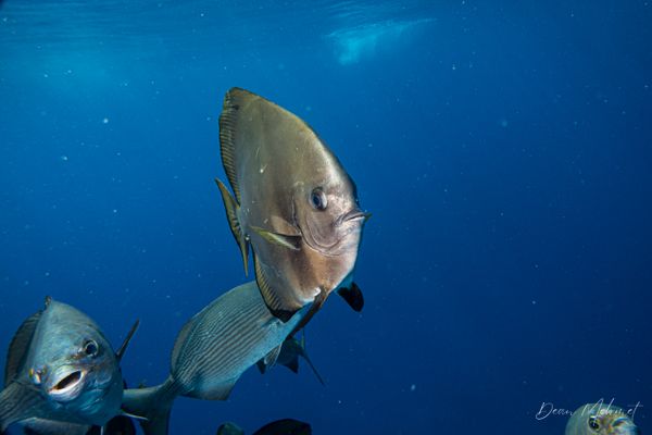 Golden Spadefish - Photo 3