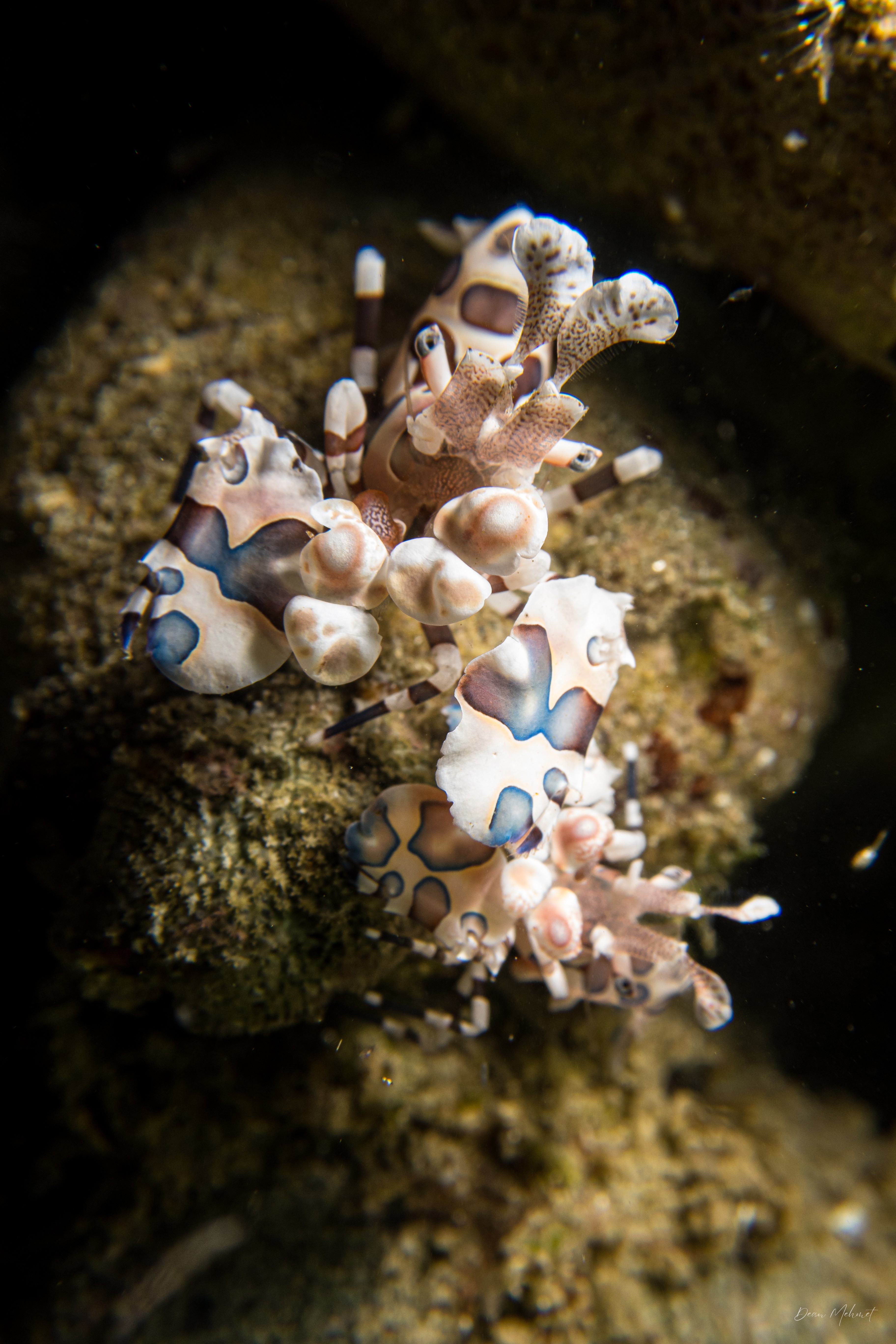 Harlequin Shrimp