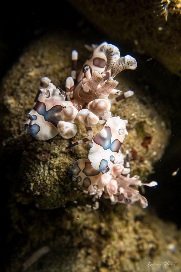 Harlequin Shrimp