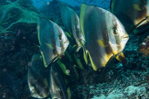 Dusky Batfish
