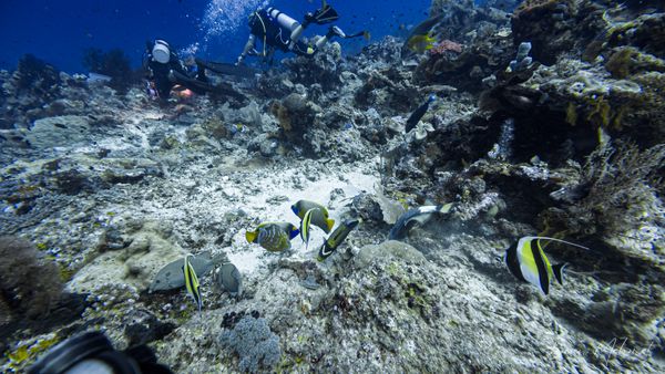 Archive frame - Raja Ampat - 27 September 2026 - Dive 1 - Cape Kri