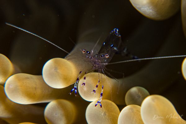 Sarasvati Anemone Shrimp