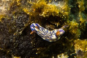 Zephyr Hypselodoris