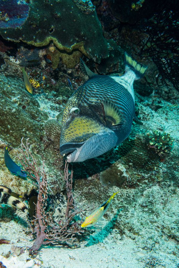 Titan Triggerfish