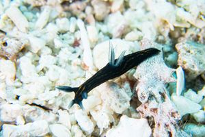 Slender Roboastra