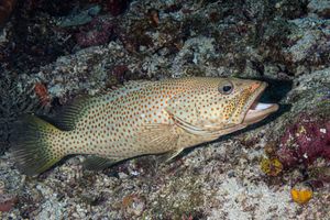 Perches, Scorpionfishes, Sticklebacks, and Allies representative species