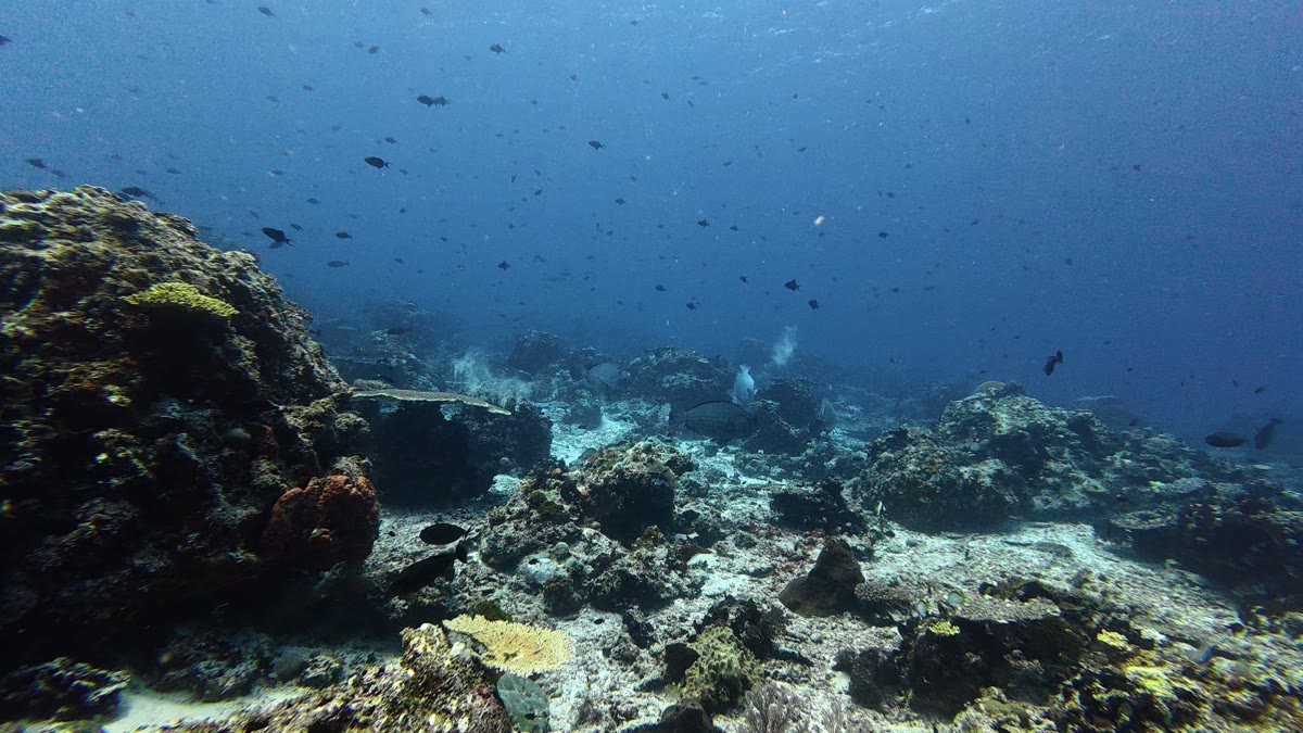 Bumphead Parrotfish