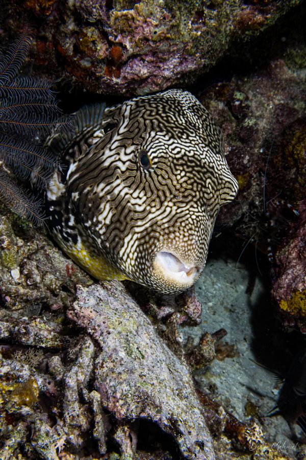 Scribbled Puffer